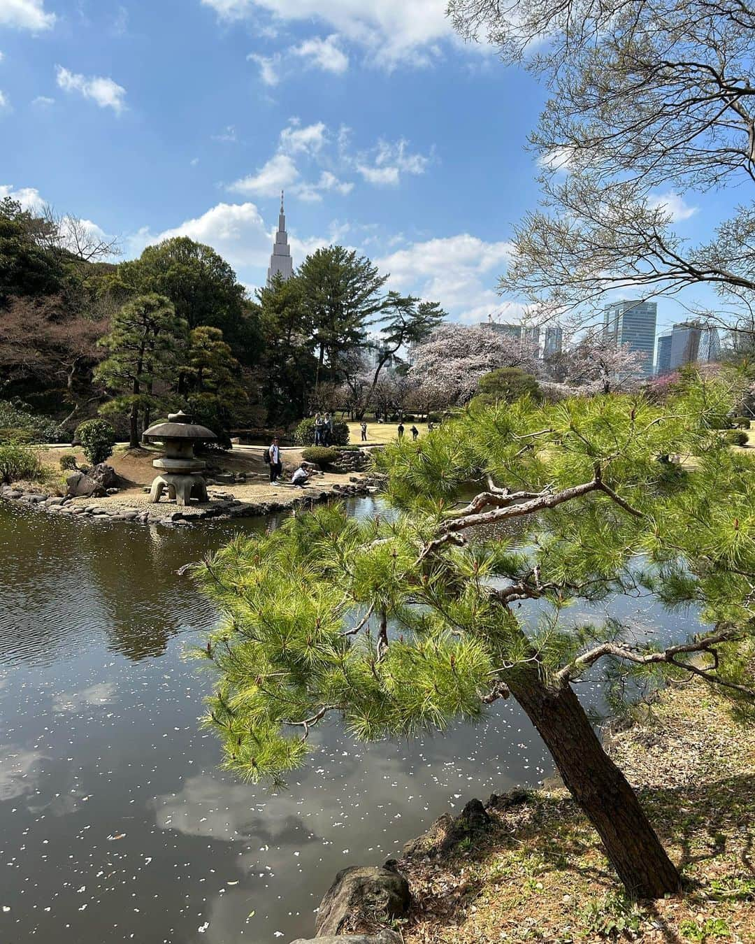 ニール・ブラウンさんのインスタグラム写真 - (ニール・ブラウンInstagram)「Beautiful morning stroll in #shinjukugyoen parc with the 🍒 🌸 and the ☀️  Japan 🇯🇵 is awesome!   #morningstroll #nationalgarden #japan #beauty #nature #instamood #instamoment #sunshine #landscape #cityscape #traveller」3月22日 15時00分 - neil_brown