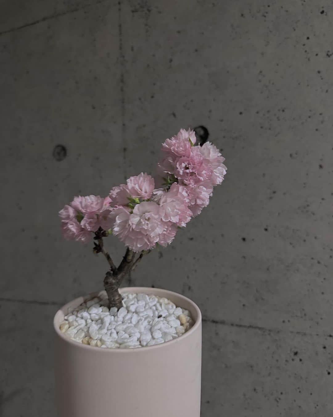 吉川愛のインスタグラム：「☺︎ 私の家に新しく来た桜さん。 だいぶ咲いてきました💟 来年も頑張れば、咲くらしい〜頑張る」