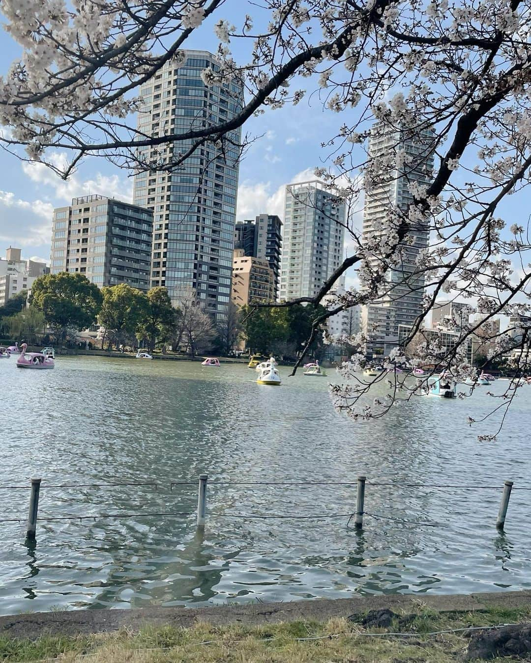 正田美里（みさみさ）さんのインスタグラム写真 - (正田美里（みさみさ）Instagram)「スワンボート乗ってたら、みんなに指をさされながら可愛い可愛い言われ注目の的でした💓 そんなに私可愛かったかなぁ？それとも娘か？と思っていたらスワンの頭にカモメ乗ってた（笑）🐦  勘違いするとこでした。恥ずかしいw それて本日スワンボートで筋肉痛です。。。  上野公園、桜も咲いてて綺麗でした🌸  #スワンボート #上野公園 #鳩 #2歳10ヶ月  #2歳児 #2歳児ママ #子供のいる暮らし」3月22日 15時21分 - misamisaupiupi