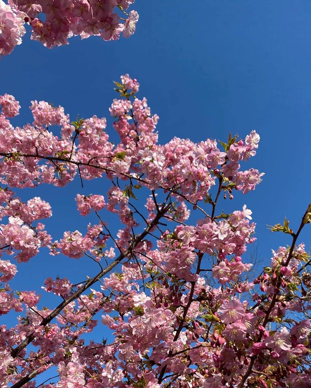 高槻かなこさんのインスタグラム写真 - (高槻かなこInstagram)「#お花見 🌸🍡🍻 食べ物と乾杯の写真は撮ってるのに桜の写真撮ってなくて完全に花より団子🥲😂🍡🌸 違う日に撮った桜を載せます🌸」3月22日 15時44分 - kanako.tktk