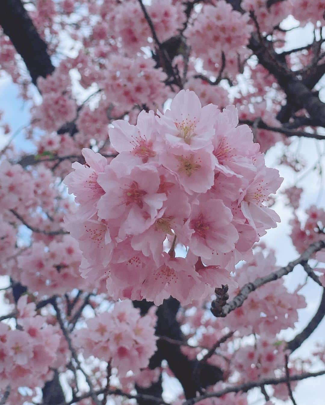 三浦泉さんのインスタグラム写真 - (三浦泉Instagram)「*  *♪¸¸.•*¨･:*ೄ·*♪¸¸.•*¨･:*ೄ*♪¸¸.•*¨･:*ೄ··*♪¸¸.•*¨･  　@himemode  めぐちゃんと新宿御苑で お花見してきました🌸  　イベント後、めぐちゃんか誘ってくれて流れで 桜を見る会に💓💓💓  　新宿御苑のお花見は 数年ぶりでしたが、色々な種類の 桜見を堪能できて最高❣️ 　 　ピンク好きとしては やはり色の濃い目な八重桜が好みだなー。🌸🌸🌸🌸 　めぐちゃんと会うと 価値観が合ったりして軸がしっかりぶれないところも尊敬ポイントです💘  　心休まる 居心地良い時間を過ごせて最高でした🌸  *   *♪¸¸.•*¨･:*ೄ·*♪¸¸.•*¨･:*ೄ*♪¸¸.•*¨･:*ೄ··*♪¸¸.•*¨･  #桜 #お花見 #桜を見る会  #sakura #いずみーるのお花めぐり  #イズミールのお花めぐり #izumiのお花めぐり」3月22日 15時48分 - princessizu1201