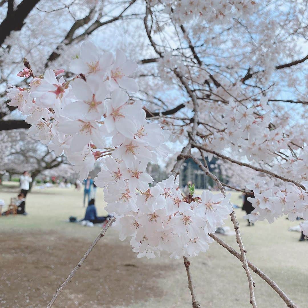 三浦泉さんのインスタグラム写真 - (三浦泉Instagram)「*  *♪¸¸.•*¨･:*ೄ·*♪¸¸.•*¨･:*ೄ*♪¸¸.•*¨･:*ೄ··*♪¸¸.•*¨･  　@himemode  めぐちゃんと新宿御苑で お花見してきました🌸  　イベント後、めぐちゃんか誘ってくれて流れで 桜を見る会に💓💓💓  　新宿御苑のお花見は 数年ぶりでしたが、色々な種類の 桜見を堪能できて最高❣️ 　 　ピンク好きとしては やはり色の濃い目な八重桜が好みだなー。🌸🌸🌸🌸 　めぐちゃんと会うと 価値観が合ったりして軸がしっかりぶれないところも尊敬ポイントです💘  　心休まる 居心地良い時間を過ごせて最高でした🌸  *   *♪¸¸.•*¨･:*ೄ·*♪¸¸.•*¨･:*ೄ*♪¸¸.•*¨･:*ೄ··*♪¸¸.•*¨･  #桜 #お花見 #桜を見る会  #sakura #いずみーるのお花めぐり  #イズミールのお花めぐり #izumiのお花めぐり」3月22日 15時48分 - princessizu1201