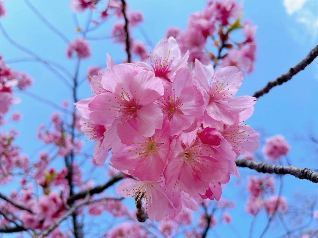 のインスタグラム：「🌸  今年も元気に咲いてくれて ありがとう〜〜〜  #桜 #新宿御苑  #🌸」