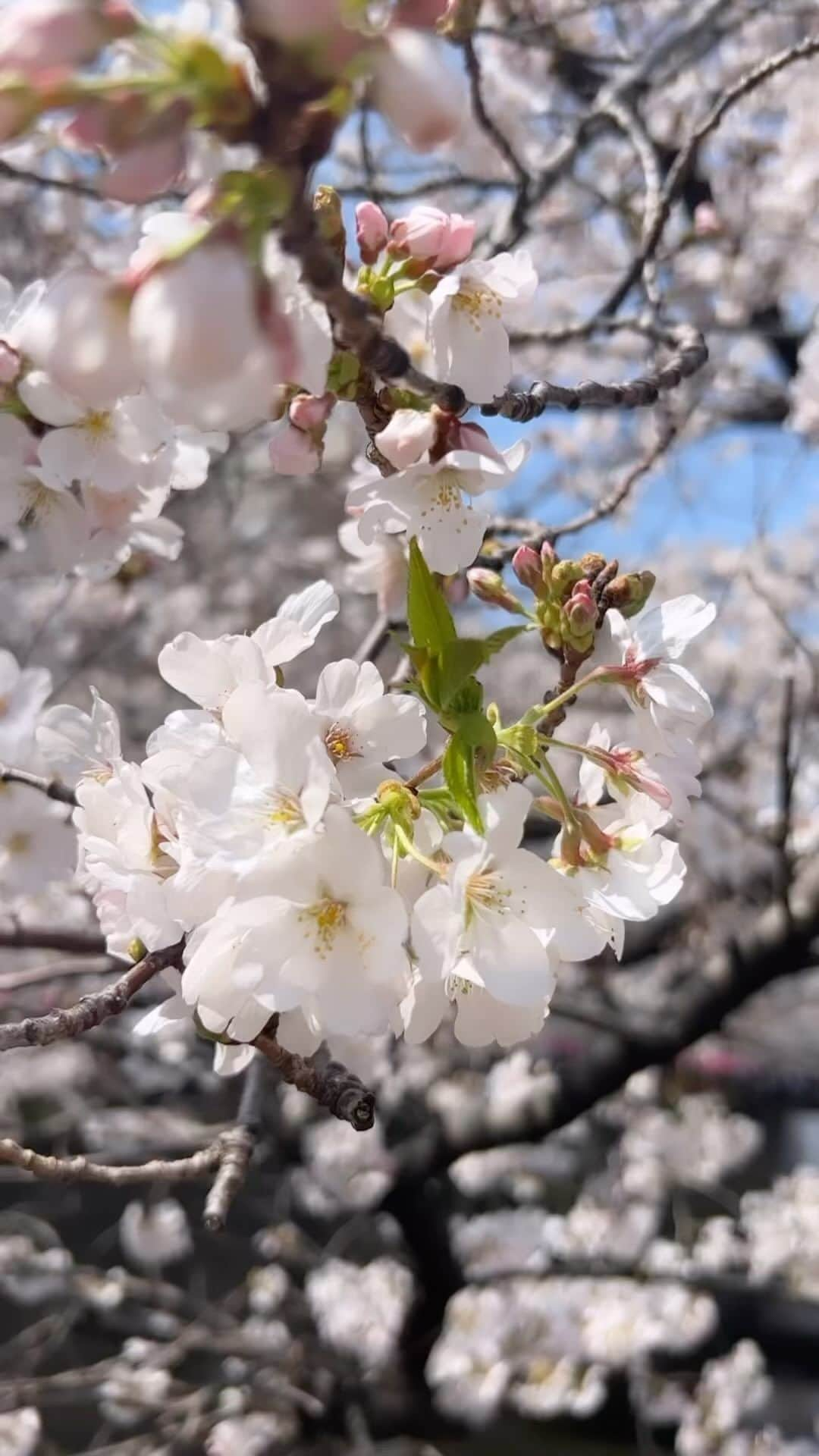 伊藤友季子のインスタグラム：「🌸　 ⁡ 今年も綺麗に咲いてくれてありがとう🌸💕 ⁡ まるで今日の侍ジャパンのWBC優勝に あわせたのかと思うくらい 東京で桜の満開が平年より早く発表され 桜も青空も祝福しているようでした🥇 ⁡ 世界を相手に真っ直ぐぶれずに 粘り強く戦う日本チームは 本当にかっこよくて 日本人として誇らしかったです🏯 たくさんの夢と勇気と希望をありがとう！！ ⁡ 寒い冬を耐え抜いて咲き誇る 桜は美しくて 眩しいほど輝いていた✨ ⁡ ⁡ #桜 #花見 #満開 #目黒川 #cherryblossom #fullbloom #wbc #野球 #侍ジャパン #春 #花は咲く」