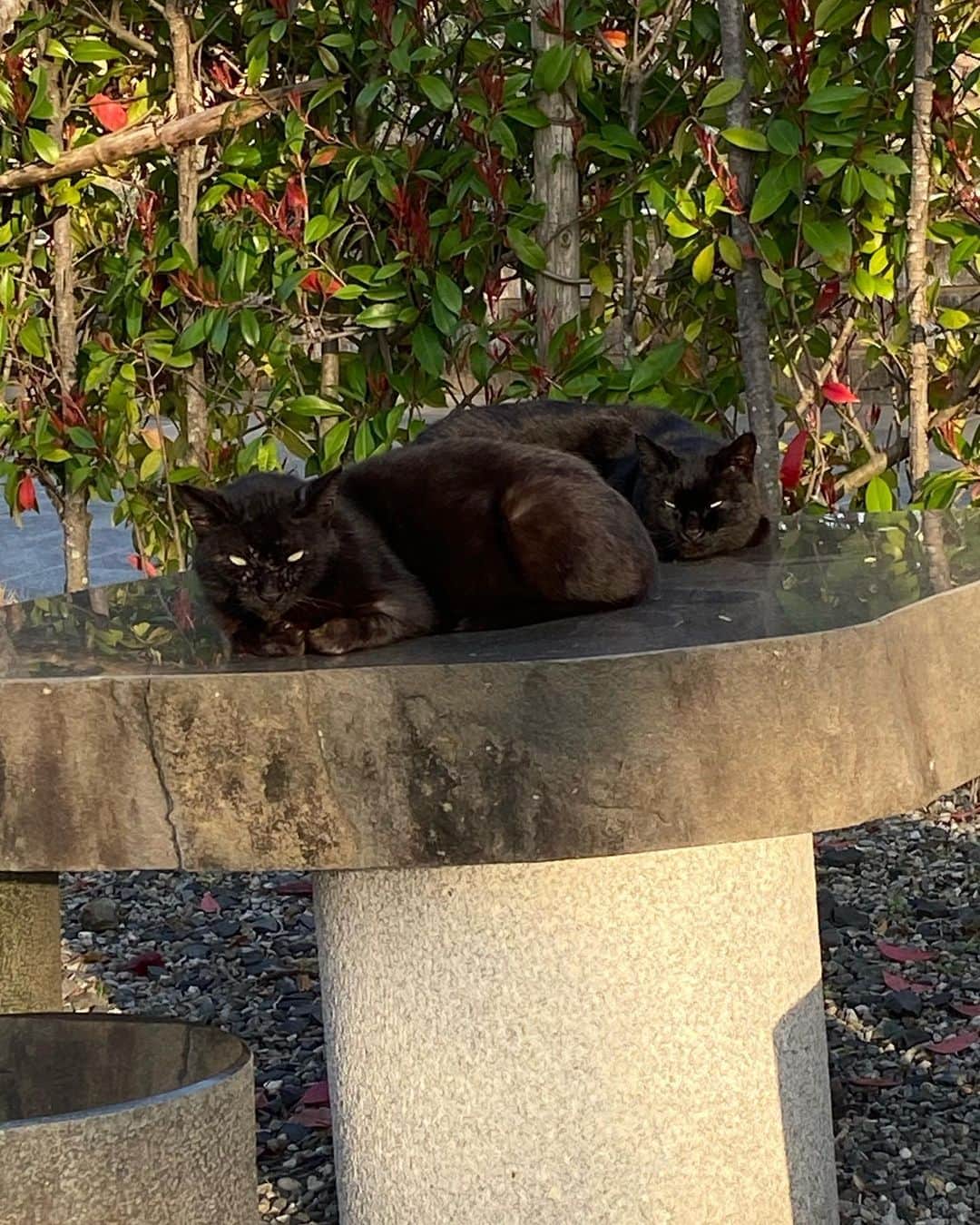 佐伯紅緒さんのインスタグラム写真 - (佐伯紅緒Instagram)「お彼岸のお墓参り。 霊園の猫たちも健在でした。」3月22日 16時57分 - beniosaeki