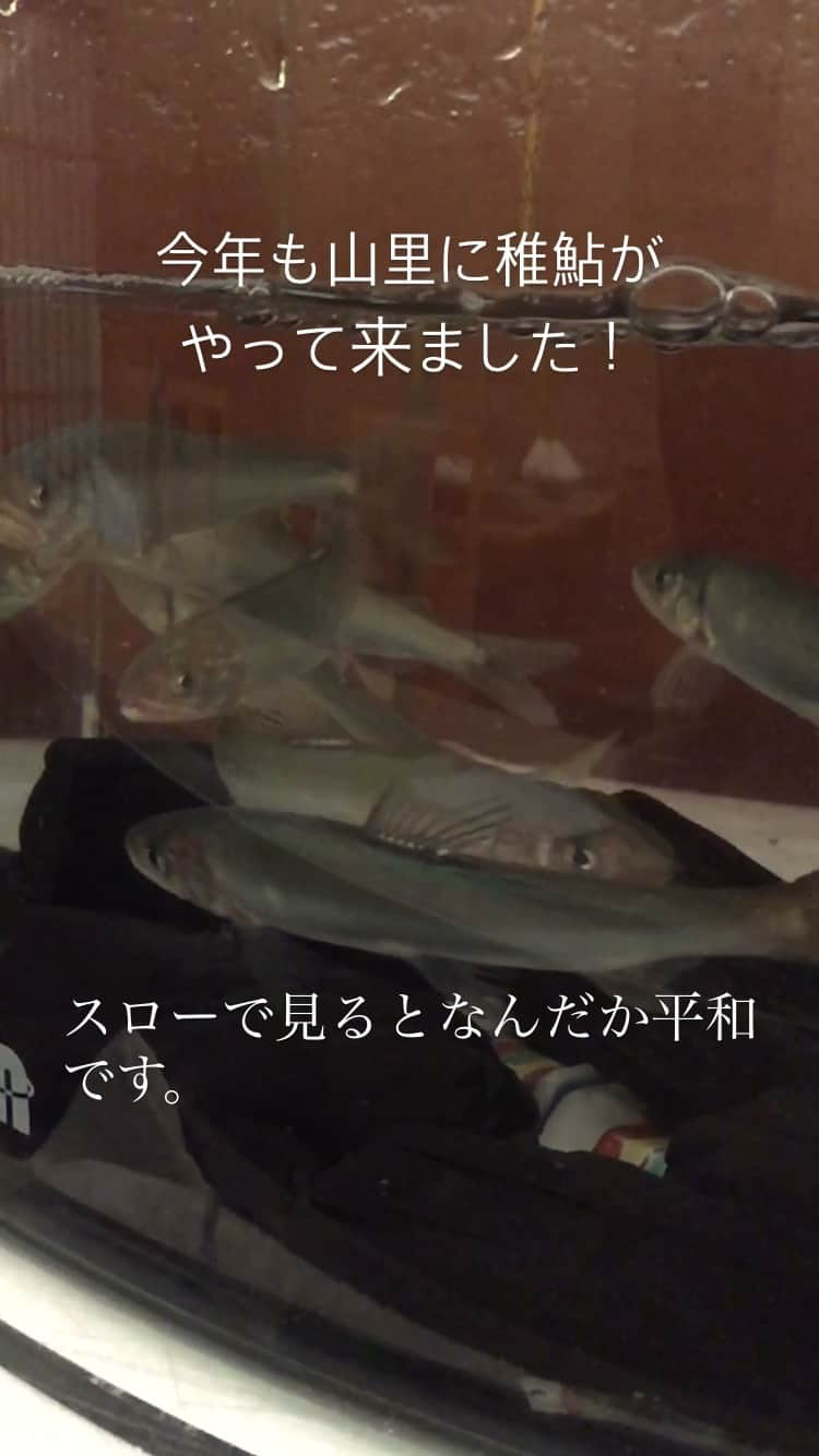 ホテルオークラ福岡のインスタグラム：「春の風物詩、稚鮎が山里の天ぷらカウンターへ今年もやってきました。 元気が良い稚鮎たちです。  #hotelokurafukuoka #hotelokura #ホテルオークラ福岡  #ホテルオークラ #山里 #和食堂山里  #稚鮎の天ぷら  #春の風物詩  #天ぷら  #春の天ぷら」