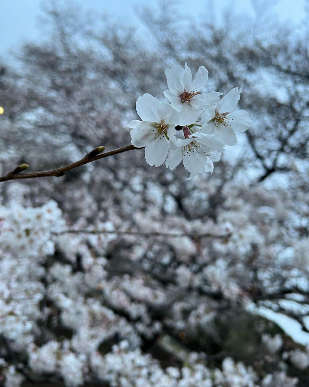 志崎樺音さんのインスタグラム写真 - (志崎樺音Instagram)「・  #桜」3月22日 18時01分 - kshizaki_official
