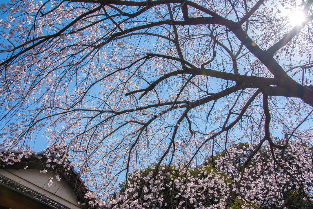 平塚市さんのインスタグラム写真 - (平塚市Instagram)「平塚八幡宮のしだれ桜 一の鳥居をくぐって、東側の社務所近くに咲いた、しだれ桜が見頃を迎えています。垂れ下がる枝に、小さな桜の花がたくさん付くようすは、どこかソメイヨシノよりも風情を感じます。  明日以降の雨で散ってしまわないか少し不安ですが、 ひらつかでもこれから色々な場所で桜が綺麗に見られます🌸 みなさんの周りに咲いた #hiratsukagood な桜の写真を、ぜひ、投稿して くださいね！  #手をつなぎたくなる街 #hiratsuka #平塚 #kanagawaphotoclub #湘南 #shonan #平塚八幡宮 #季節の花 #季節の花を楽しむ #春 #桜 #さくら #枝垂れ桜 #しだれ桜 #はなまっぷ #ザ花部 #花の写真館 #花のある暮らし #best_moments_flora #mst_flower #今日もお疲れ様でした #週末の過ごし方 #日々 #暮らし #instagramjapan #igersjp #japanphoto」3月22日 17時56分 - hiratsukagood