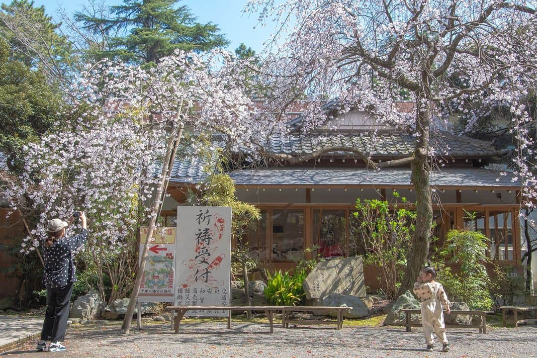 平塚市さんのインスタグラム写真 - (平塚市Instagram)「平塚八幡宮のしだれ桜 一の鳥居をくぐって、東側の社務所近くに咲いた、しだれ桜が見頃を迎えています。垂れ下がる枝に、小さな桜の花がたくさん付くようすは、どこかソメイヨシノよりも風情を感じます。  明日以降の雨で散ってしまわないか少し不安ですが、 ひらつかでもこれから色々な場所で桜が綺麗に見られます🌸 みなさんの周りに咲いた #hiratsukagood な桜の写真を、ぜひ、投稿して くださいね！  #手をつなぎたくなる街 #hiratsuka #平塚 #kanagawaphotoclub #湘南 #shonan #平塚八幡宮 #季節の花 #季節の花を楽しむ #春 #桜 #さくら #枝垂れ桜 #しだれ桜 #はなまっぷ #ザ花部 #花の写真館 #花のある暮らし #best_moments_flora #mst_flower #今日もお疲れ様でした #週末の過ごし方 #日々 #暮らし #instagramjapan #igersjp #japanphoto」3月22日 17時56分 - hiratsukagood