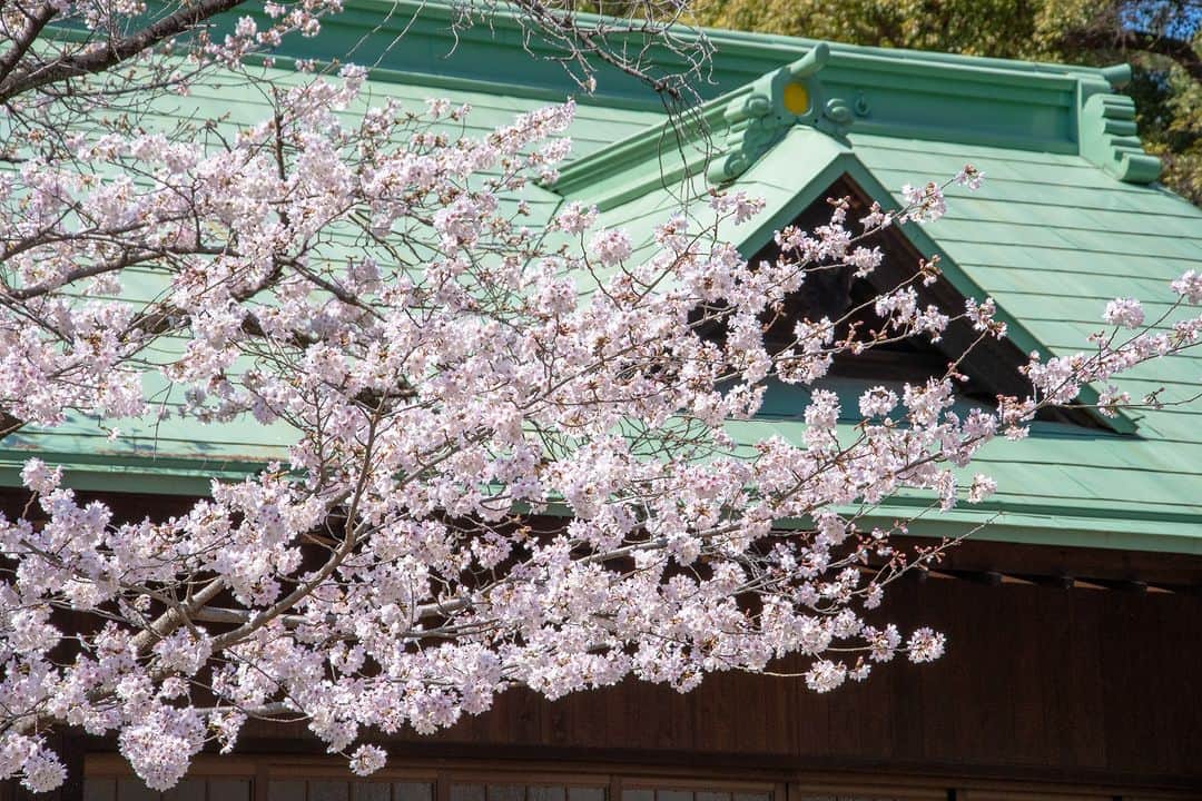 平塚市さんのインスタグラム写真 - (平塚市Instagram)「平塚八幡宮のしだれ桜 一の鳥居をくぐって、東側の社務所近くに咲いた、しだれ桜が見頃を迎えています。垂れ下がる枝に、小さな桜の花がたくさん付くようすは、どこかソメイヨシノよりも風情を感じます。  明日以降の雨で散ってしまわないか少し不安ですが、 ひらつかでもこれから色々な場所で桜が綺麗に見られます🌸 みなさんの周りに咲いた #hiratsukagood な桜の写真を、ぜひ、投稿して くださいね！  #手をつなぎたくなる街 #hiratsuka #平塚 #kanagawaphotoclub #湘南 #shonan #平塚八幡宮 #季節の花 #季節の花を楽しむ #春 #桜 #さくら #枝垂れ桜 #しだれ桜 #はなまっぷ #ザ花部 #花の写真館 #花のある暮らし #best_moments_flora #mst_flower #今日もお疲れ様でした #週末の過ごし方 #日々 #暮らし #instagramjapan #igersjp #japanphoto」3月22日 17時56分 - hiratsukagood