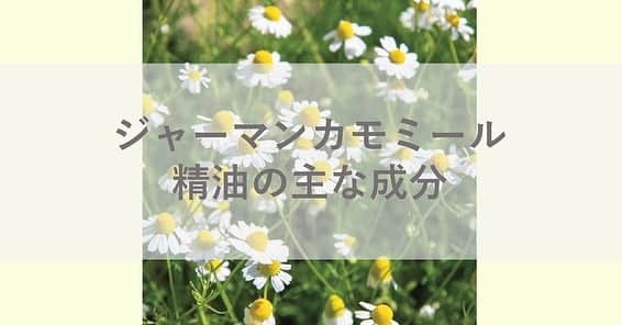 日本アロマ環境協会(AEAJ)のインスタグラム：「精油の主な成分を知ろう ～ジャーマンカモミール～  ジャーマンカモミール精油の主な成分は「カマズレン」。  生の花には存在せず、花を蒸留して精油を得る過程で作られます。 「アズレンブルー」と呼ばれる濃い青色が特徴。  ほかに「カマズレン」を含む精油としては、ローマンカモミール、ヤロー、ブルーサイプレス、など。  ジャーマンカモミール精油に含まれる「カマズレン」に抗酸化作用が確認されたという研究報告も。 歯周病などの口内治療薬、うがい薬、胃腸薬、目薬などにも使用されてますよ。  精油の成分からも、アロマの活用の幅を広げていきたいですね。  #精油の主な成分を知ろう #ジャーマンカモミール #AEAJ  #aroma #アロマ #アロマテラピー #香りのある生活 #アロマのある生活」