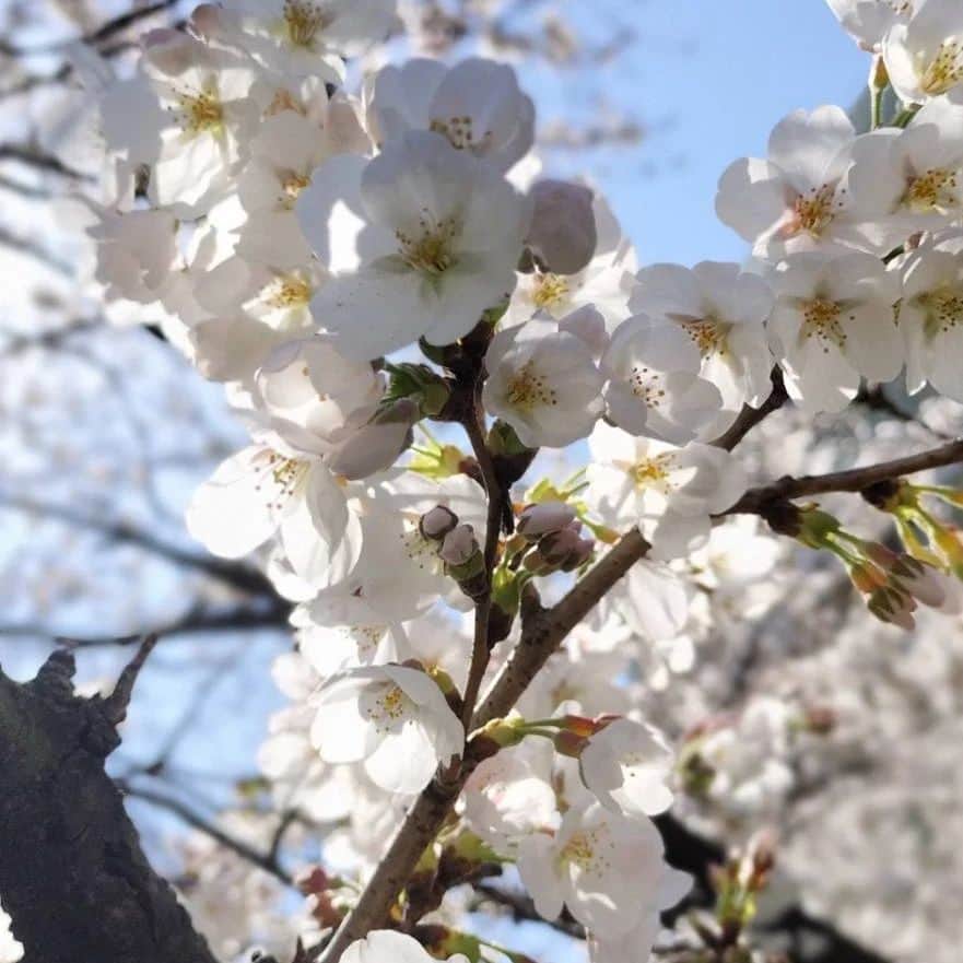 高橋光臣さんのインスタグラム写真 - (高橋光臣Instagram)「今日は凄い日だ…歩いてたら道端で岡崎体育さんに遭遇。 #DCU 以来の再会だったのでほんとに嬉しかった！ 満開の桜と相まって、晴れやかな幸せに包まれました。体育さん！また会おう！  #桜 #岡崎体育 #高橋光臣」3月22日 18時24分 - mitsuomitakahashi