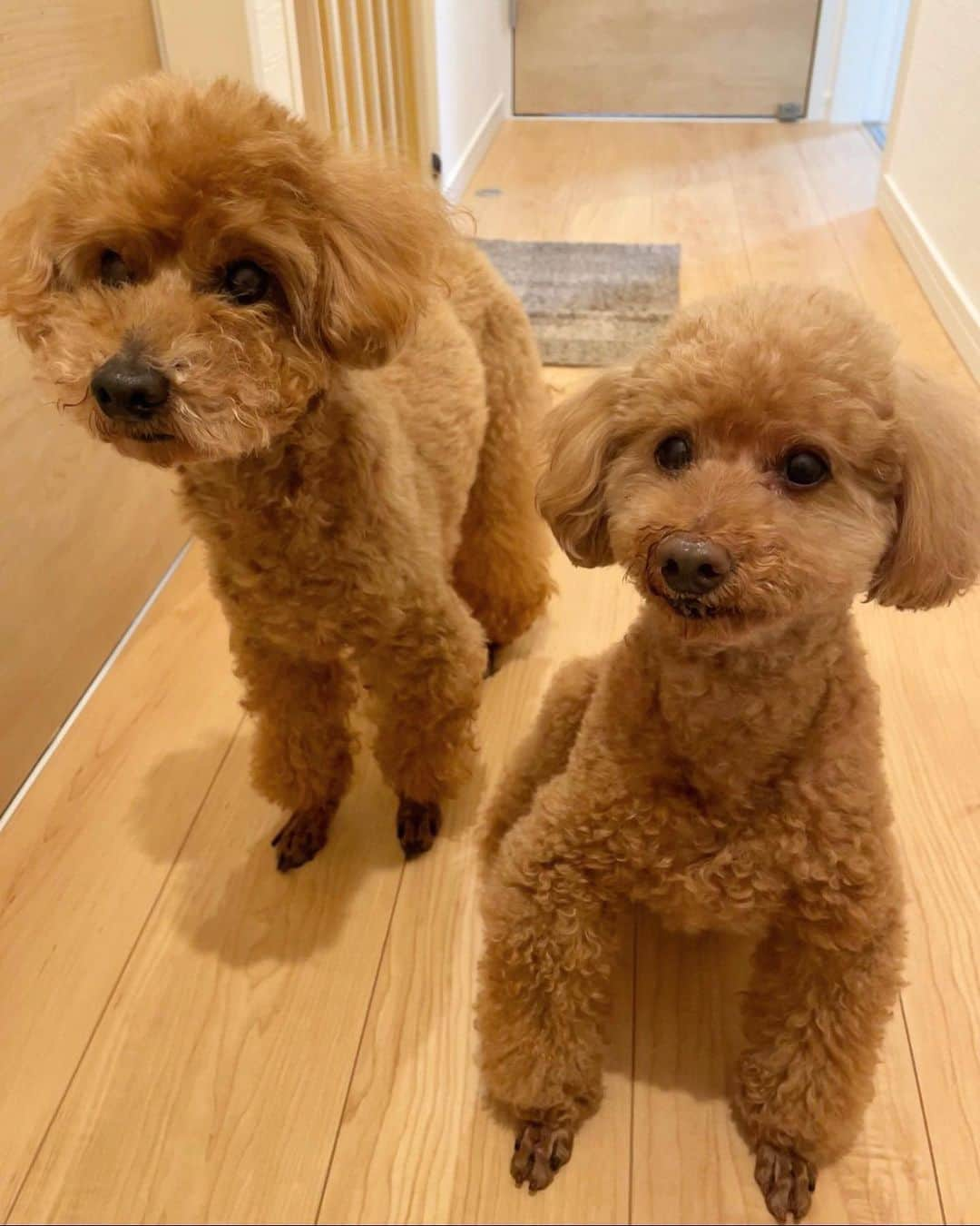 天野ゆうかさんのインスタグラム写真 - (天野ゆうかInstagram)「🐩🤎🦴🍪🧸 ⁡ ⁡ ⁡ ⁡ ⁡ ⁡ いとこの新居にお邪魔してきた🏡 ⁡ ⁡ ⁡ カカ(左)とココ(右)が 可愛すぎてもう..🤦🏻‍♀️💞 ⁡ #ぬいぐるみやん ⁡ ⁡ ⁡ ⁡ ⁡ ⁡ #犬好き #トイプードル #トイプー #トイプードル多頭飼い #犬スタグラム #犬のいる生活 #犬のいる暮らし #犬バカ部 #犬動画 #犬すたぐらむ #癒し #わんこ #犬 #犬派 #ペット #イッヌ #dog #dogs #doglover #instadog #doglove #instadog #dogsofinstagram #doglife #🐩 #dogphotography  #멍스타그램　#개스타그램　#애완견」3月22日 18時26分 - yucca_official