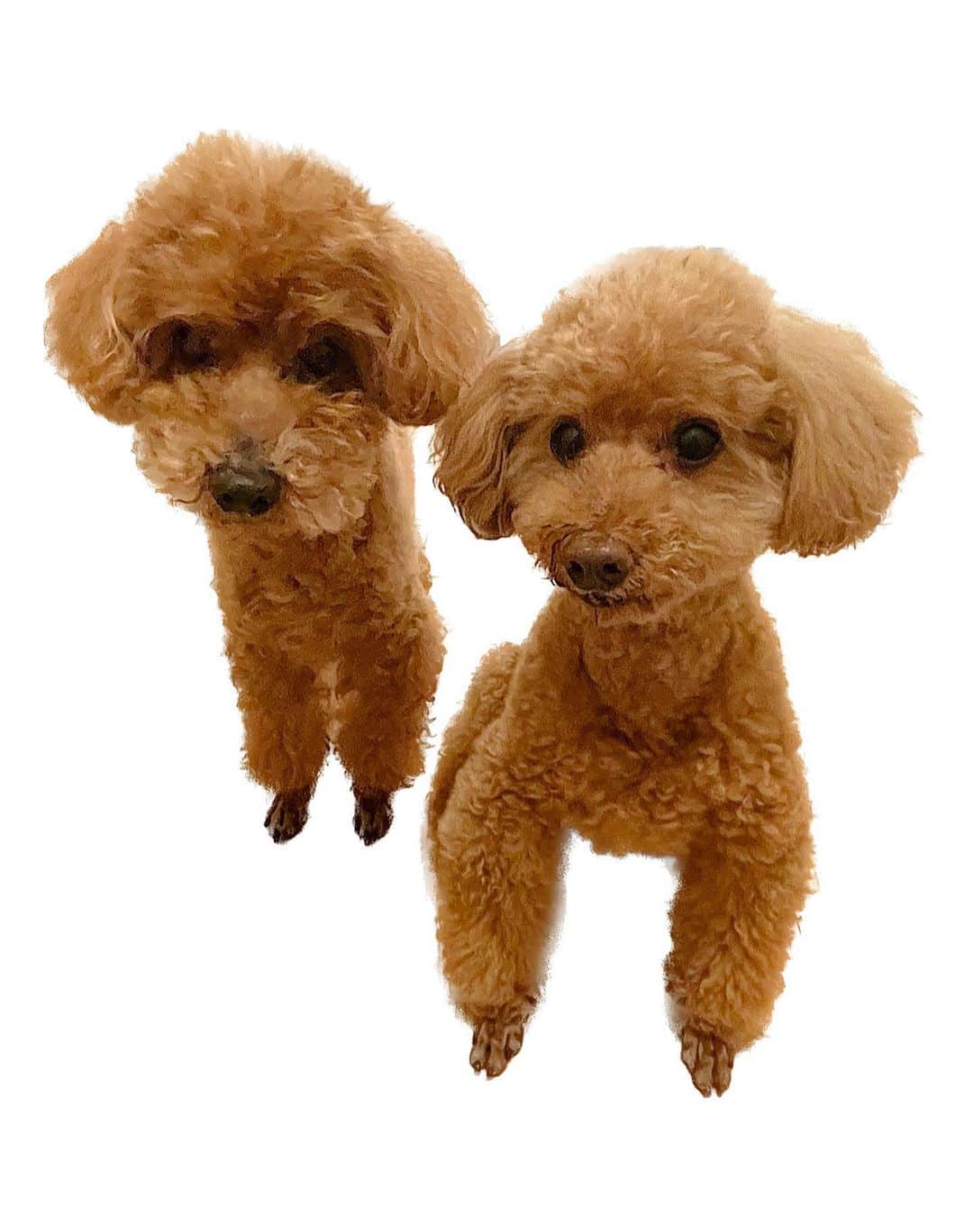 天野ゆうかのインスタグラム：「🐩🤎🦴🍪🧸 ⁡ ⁡ ⁡ ⁡ ⁡ ⁡ いとこの新居にお邪魔してきた🏡 ⁡ ⁡ ⁡ カカ(左)とココ(右)が 可愛すぎてもう..🤦🏻‍♀️💞 ⁡ #ぬいぐるみやん ⁡ ⁡ ⁡ ⁡ ⁡ ⁡ #犬好き #トイプードル #トイプー #トイプードル多頭飼い #犬スタグラム #犬のいる生活 #犬のいる暮らし #犬バカ部 #犬動画 #犬すたぐらむ #癒し #わんこ #犬 #犬派 #ペット #イッヌ #dog #dogs #doglover #instadog #doglove #instadog #dogsofinstagram #doglife #🐩 #dogphotography  #멍스타그램　#개스타그램　#애완견」