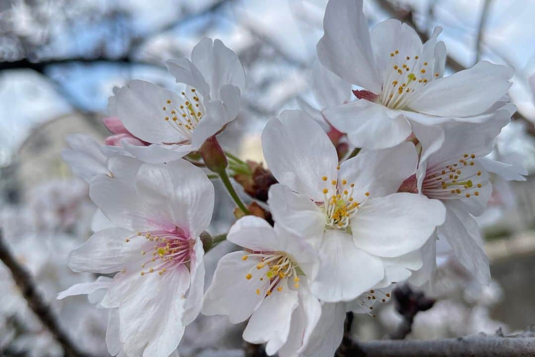熊澤枝里子さんのインスタグラム写真 - (熊澤枝里子Instagram)「・ 景色も心も華やぐシーズンがきた🌸  もう、目の前をこの薄ピンクで埋め尽くしてくれるだけで、ありがとう🙏🌸✨ って気持ちになる☺️  #桜 #cherryblossom  #日本の春」3月22日 18時26分 - kumazawa_eriko