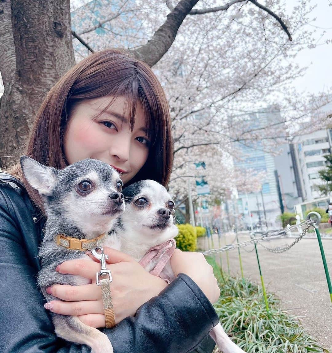 新藤加菜さんのインスタグラム写真 - (新藤加菜Instagram)「今年も竹輪さんしらすさんと桜を見ることができて、幸せです。  #港区議会 #港区 #新藤かな #港区議選 #港区議会議員 #選挙 #政治家 #女性政治家 #港区女子 #動物愛護 #女性政治家 #保守政治家 #20代女子 #20代 #新藤加菜 #ゆづか姫 #かなしか勝たん　#チワワ #ちわすたぐらむ #桜 #cherryblossom #さくら #いぬすたぐらむ」3月22日 18時32分 - kanachailatte