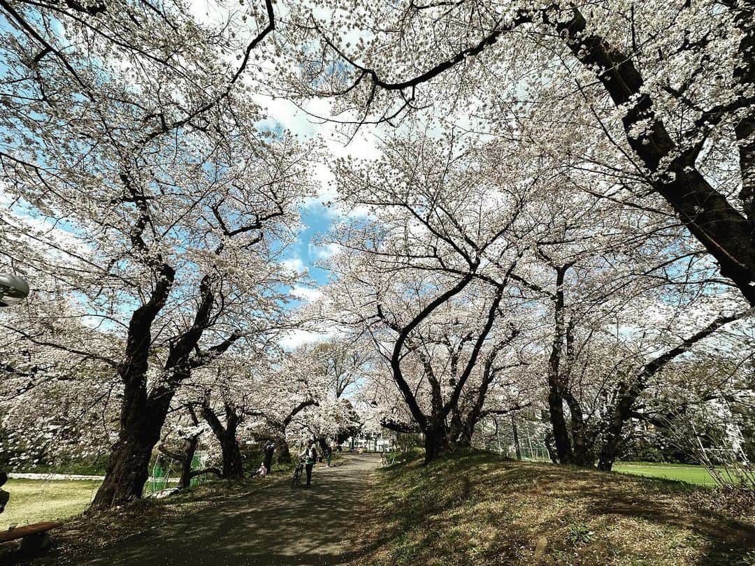 末吉里花のインスタグラム：「さくら、さくら🌸 世の中、どんなことがあっても、また今年も美しく咲いてくれてありがとう。  この時期に必ず食べる岬屋の桜餅は、お気に入りの桜色のお皿にのせていただくと、さらに春の気分に🌸  #sakura #cherryblossom #spring #springhascome #桜 #春 #春到来 #桜餅」