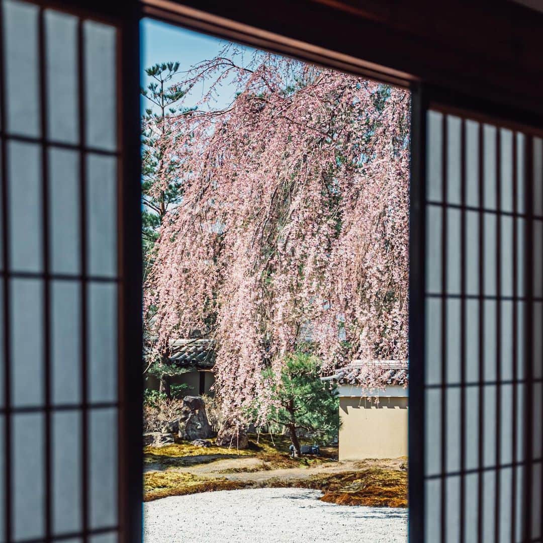 Sonoda COO Yukiyaのインスタグラム：「@coo_travelphoto ← Check photos  Spring days in Kyoto #Kyoto #Kyototravel #kyotophotographer」