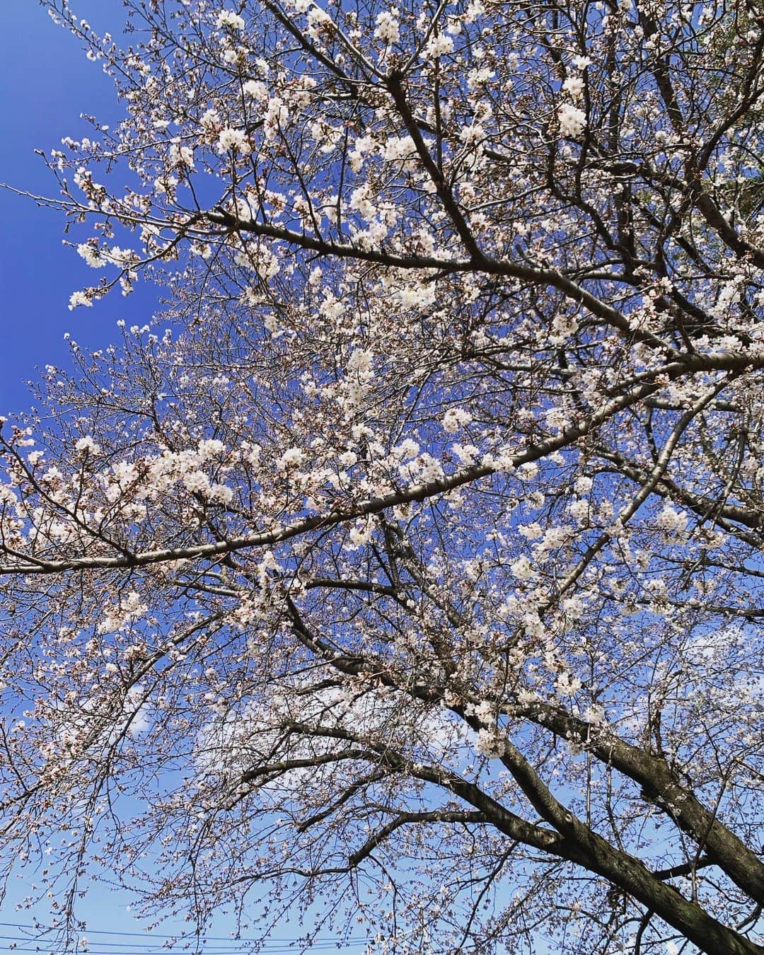 田中悦子さんのインスタグラム写真 - (田中悦子Instagram)「日曜日、家族でお花見行こう🌸と計画立ててたけど、雨らしい☔️ 桜はまだ満開じゃないけど 長く咲いてて欲しいな🌸  そんな中…  侍JAPAN🇯🇵⚾️ 世界一😭😭😭 リアルタイムで応援できて もう、ドキドキハラハラ💓でしたが 世界一の瞬間がみれて 最高でした❣️😭😭😭 凄すぎてやばい😍💕😍 🇯🇵最高だ❣️  #桜 #ソメイヨシノ #cherryblossom  #japan」3月22日 18時50分 - etsuko.reborn25