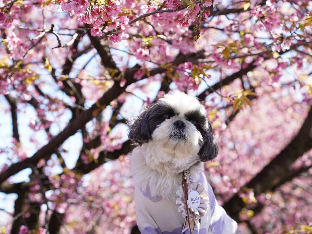 いくらさんのインスタグラム写真 - (いくらInstagram)「日曜日は嫁（むぎちゃん）と花見🐶🐶🌸💕 ・ たくさん光合成できて幸せな1日だったなぁ🤤💕 ・ 暖かくなったのでたくさんお出掛けするぜー🤩🤩🤩👍 ・ #シーズー #shihtzu #dog #shithzulove #doglovers #shithzugram #dogstagram #shithzumania #いぬすたぐらむ #shithzuofinstagram #愛犬 #cute #モフモフ #犬 #dogstagram #愛犬 #犬のいる暮らし #わんこ #instadog #いぬのきもち #犬との暮らし #犬がいる生活 #いぬら部」3月22日 18時50分 - i_am_ikura