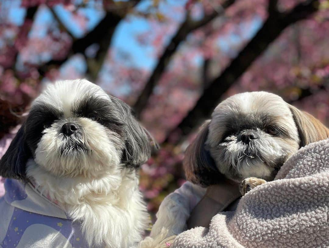 いくらさんのインスタグラム写真 - (いくらInstagram)「日曜日は嫁（むぎちゃん）と花見🐶🐶🌸💕 ・ たくさん光合成できて幸せな1日だったなぁ🤤💕 ・ 暖かくなったのでたくさんお出掛けするぜー🤩🤩🤩👍 ・ #シーズー #shihtzu #dog #shithzulove #doglovers #shithzugram #dogstagram #shithzumania #いぬすたぐらむ #shithzuofinstagram #愛犬 #cute #モフモフ #犬 #dogstagram #愛犬 #犬のいる暮らし #わんこ #instadog #いぬのきもち #犬との暮らし #犬がいる生活 #いぬら部」3月22日 18時50分 - i_am_ikura