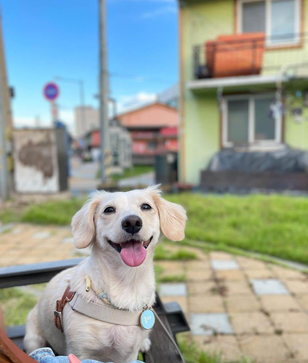 コ・ソンヒさんのインスタグラム写真 - (コ・ソンヒInstagram)「루아야, 우리가 사랑하는 계절이 오고있어🤍💙 올해는 더 신나게 보내자 My One & Only #고루아 🐶」3月22日 18時50分 - krnangel621