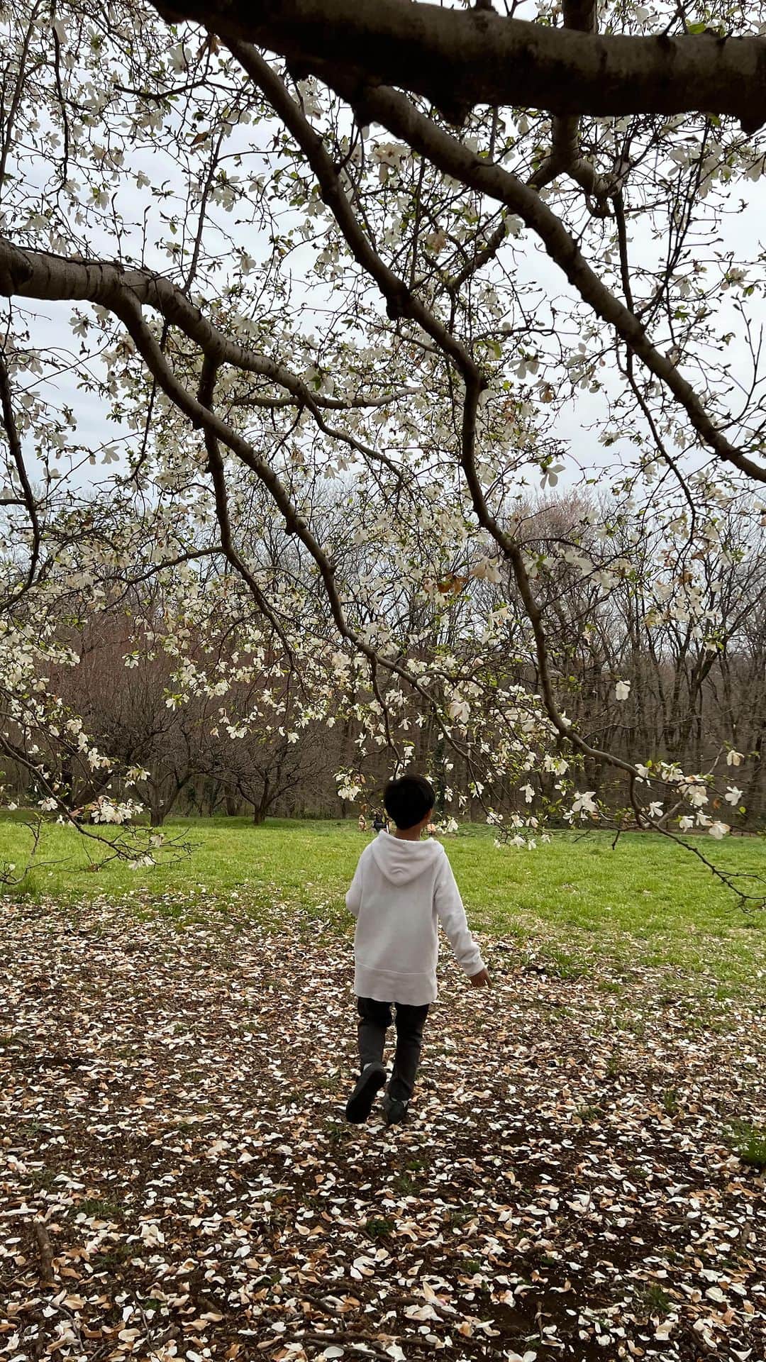 立花麻理のインスタグラム：「🕊️こぶしの木の下で🕊️  新しい季節の始まりの春分の日 熱もスッキリ下がって 親子共に体の毒出し完了の感覚あり🕊️🫧  自然に沢山触れて カラダを思いっきり動かして汗をかいて  地球の中の一員である私たちを そして自分たちの内なる宇宙を感じて🌏  自然と感謝の気持ちでいっぱいになる 満たされた1日🫶🏻  意識とカラダがリンクした 2023.3.21は やっぱり天赦日であり、一粒万倍であり、大明日であり寅の日という 今年最大の吉日でもありました🫧  2人とも 生かされているんだなぁ🤲🏻🫧感謝✨  #春が来た #春分の日 #自然と遊ぶ #一粒万倍日と天赦日が重なる日 #一粒万倍日と天赦日と寅の日が重なる日 #生かされていることに感謝 #こころとからだ #2023321」