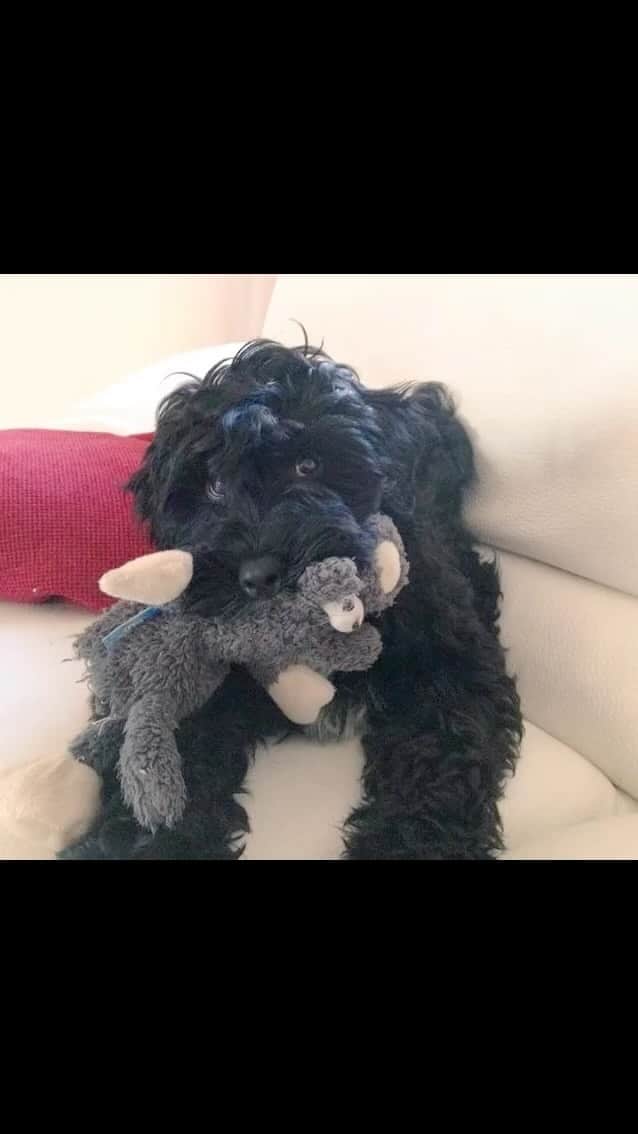 ジェマ・アトキンソンのインスタグラム：「Happy Birthday Norman! If you’re lucky enough to have a dog you’ll know to celebrate every single day with them, as a dogs only fault, is not being here long enough. 13 wonderful years of love, loyalty, cuddles and fox shit.  My best friends! I love you both ❤️❤️ Here’s to many more adventures boys!」