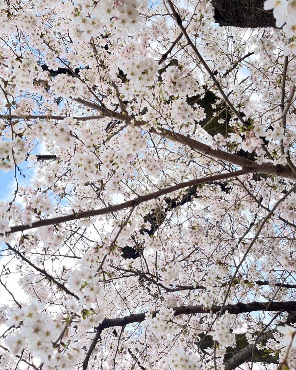 宮村ななこのインスタグラム：「今年もまた貴方を見送る.  #桜  #写真  #上野  #cherryblossom  #flower  #flowers  #photo  #photography」