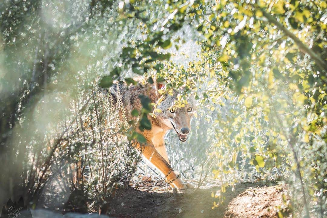 Rylaiさんのインスタグラム写真 - (RylaiInstagram)「The girls….. by Photographer @coopergrahamphotography  . These gorgeous girls came into our lives when they were only 8 weeks old. They were loved and received compassion and an amazing home from the hero that raised them. That upbringing from Tammy provided them foundation to become amazing Ambassadors at our center for their wild and captive bred counterparts.  . These girls help us teach people co-existence with coyotes in the urban environment. We can share science based strategies to dispel the inaccurate and ineffective strategies being perpetuated from fear and hatred. We can co-existence with coyotes and our ecosystem and from living within harmony, our lives can become more fulfilled and more balanced.  . . We love our Yote girls and all of their cousins in the wild!  . Both girls are available for Sponsorship.  . #yote #coyotes #canid #conservation #jabcecc #sandiego #socal #coexistsnce」3月22日 19時15分 - jabcecc