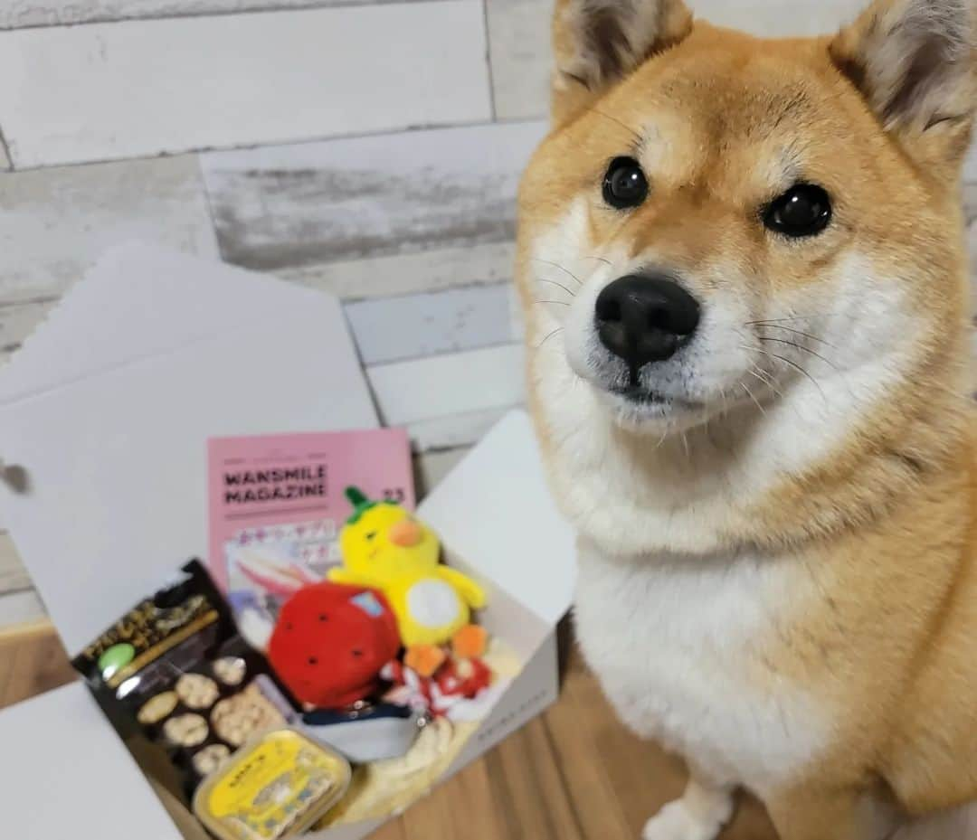 柴犬たま Shibainu Tamaさんのインスタグラム写真 - (柴犬たま Shibainu TamaInstagram)「⠀⠀⠀⠀⠀⠀⠀⠀ @wan.smile.box_by.koinustep さんから⠀⠀⠀⠀⠀⠀⠀⠀ WAN smile BOX が届きました✨⠀⠀⠀⠀⠀⠀⠀ ⠀⠀⠀⠀⠀⠀⠀ 今回のテーマは⠀⠀⠀ 『おやつとサプリ』『ケガと応急処置』⠀ ⠀⠀⠀⠀⠀⠀⠀ 情報満載のマガジン・プルミーアウト・ドライムネ肉ナンコツミックス・キチンとターキーのキャセロール・プープバッグディスペンサーなどのおもちゃやオヤツが入ってました💡⠀ ⠀ ⠀ いちごから顔を出したヒヨコのぬいぐるみ🐥⠀ ひっぱり出して遊ぶこともできて可愛い😆💓⠀ ⠀ たま「さっきと違う…(じーっ)」⠀ 飼い主「たまさん、顔！顔！😅💦」⠀ ⠀ ⠀ ⠀⠀⠀⠀ 「WAN smile BOX」詳しくはこちら↓⠀⠀⠀⠀⠀⠀⠀ https://koinu-step.com/wansmile/⠀⠀⠀⠀⠀⠀⠀ ⠀⠀⠀⠀ Caption trans🇬🇧⠀⠀⠀⠀⠀⠀⠀ I received a wonderful gift✨⠀⠀ ⠀⠀ #柴犬たま #たママ #たまーば #PR #wansmilebox #こいぬすてっぷ #koinustep #ふわもこ #虚無顔⠀ #柴犬 #shiba #shibainu #shibastagram #犬 #dog」3月22日 19時21分 - tama7653