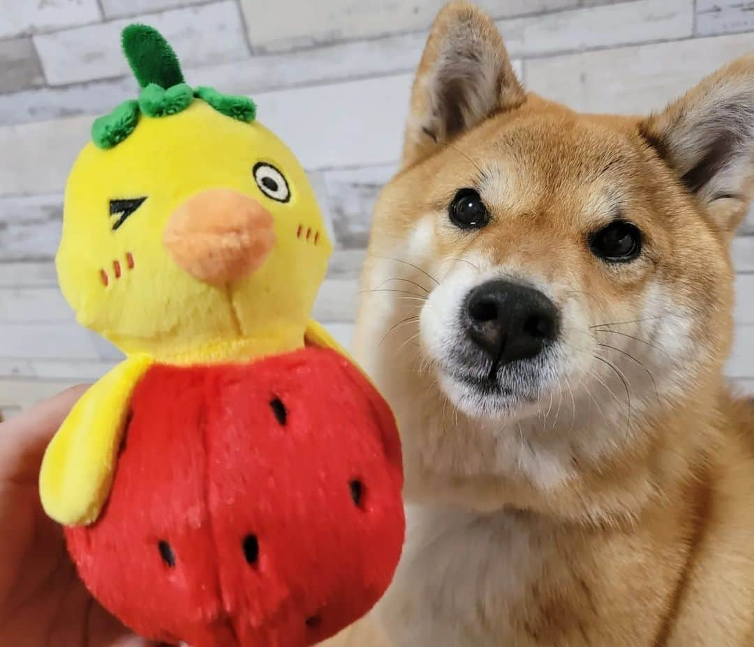 柴犬たま Shibainu Tamaのインスタグラム