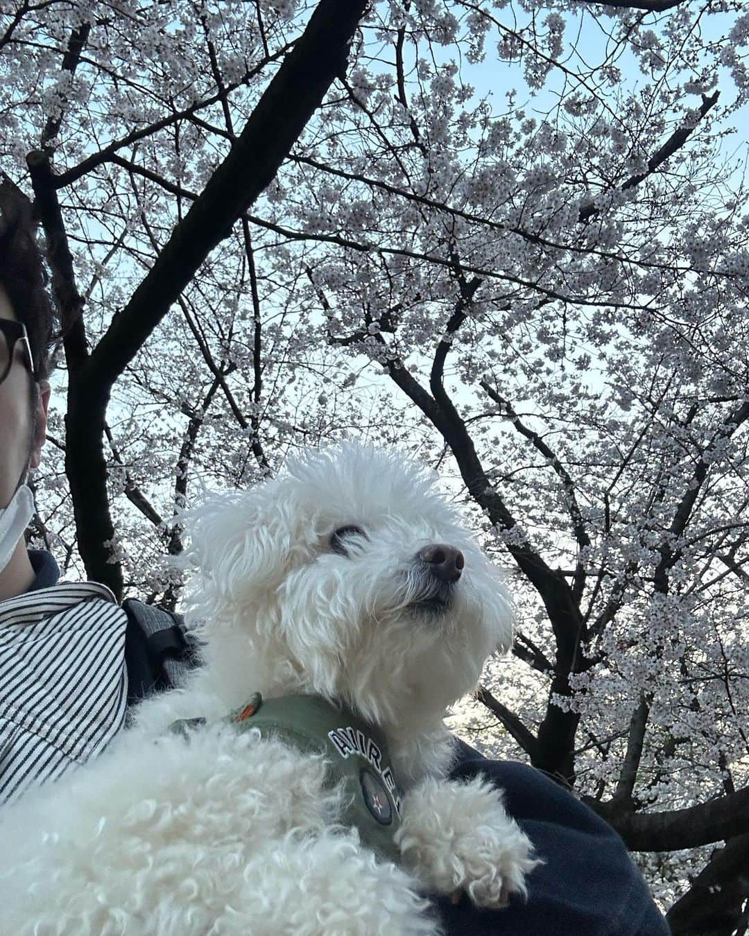 聡太郎さんのインスタグラム写真 - (聡太郎Instagram)「🌸🐩  #dog #toypoodle #sakura #cherryblossom  #tokyo #japan  #omochi #おもち  #sotaro #聡太郎 #ヤスダソータロー」3月22日 19時32分 - sotarosotaro