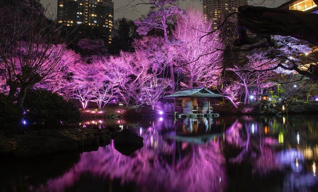 八芳園さんのインスタグラム写真 - (八芳園Instagram)「『TOKYO SAKURA GARDEN SPRING FESTIVAL 2023』 3/17 fri – 4/9 sun  春爛漫の日本庭園。 桜や庭園の木々がピンク色に染まる「庭園ライトアップ」は、 イベント期間中の日没から21時まで毎日開催中です🌸  3月24日(金)からは、 週末限定で「白金横丁」もスタートいたします🥂✨  華やかなカクテルやお団子をお召し上がりいただきながら、 春の夜のひとときをお愉しみください。  ----------  TOKYO SAKURA GARDEN「白金横丁」🥂🌸  《開催期間》 3月24日（金）〜3月26日（日）、3月31日（金） 4月1日（土）、4月7日（金）～4月9日（日） ※４月2日（日）の開催はございません。  《開催時間》 17:00~20:30 (L.O.20:15)  《開催場所》 B1チャペルロビー、滝前(庭園内) ※雨天決行 ※予約不要  ----------  🌸🌸🌸  #TOKYOSAKURAGARDEN2023  #八芳園 #happoen #お花見 #桜 #日本庭園  #flowerstagram #夜桜 #夜桜ライトアップ  #白金横丁 #bar #映えスポット   #東京散歩 #東京カメラ部  #キリトリセカイ #イルミネーション #デート #ライトアップ  #写真好きな人と繋がりたい #カメラ好きな人と繋がりたい #ファインダー越しの私の世界  #japanesegarden #tokyotokyo #tokyotrip #japan_of_insta #jp_mood #dreamyphoto #wonderful_places #bestphoto_japan #japan_night_view」3月22日 19時46分 - happoen