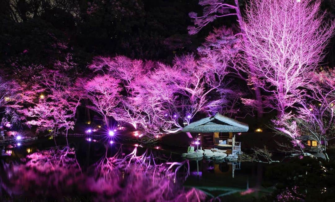 八芳園さんのインスタグラム写真 - (八芳園Instagram)「『TOKYO SAKURA GARDEN SPRING FESTIVAL 2023』 3/17 fri – 4/9 sun  春爛漫の日本庭園。 桜や庭園の木々がピンク色に染まる「庭園ライトアップ」は、 イベント期間中の日没から21時まで毎日開催中です🌸  3月24日(金)からは、 週末限定で「白金横丁」もスタートいたします🥂✨  華やかなカクテルやお団子をお召し上がりいただきながら、 春の夜のひとときをお愉しみください。  ----------  TOKYO SAKURA GARDEN「白金横丁」🥂🌸  《開催期間》 3月24日（金）〜3月26日（日）、3月31日（金） 4月1日（土）、4月7日（金）～4月9日（日） ※４月2日（日）の開催はございません。  《開催時間》 17:00~20:30 (L.O.20:15)  《開催場所》 B1チャペルロビー、滝前(庭園内) ※雨天決行 ※予約不要  ----------  🌸🌸🌸  #TOKYOSAKURAGARDEN2023  #八芳園 #happoen #お花見 #桜 #日本庭園  #flowerstagram #夜桜 #夜桜ライトアップ  #白金横丁 #bar #映えスポット   #東京散歩 #東京カメラ部  #キリトリセカイ #イルミネーション #デート #ライトアップ  #写真好きな人と繋がりたい #カメラ好きな人と繋がりたい #ファインダー越しの私の世界  #japanesegarden #tokyotokyo #tokyotrip #japan_of_insta #jp_mood #dreamyphoto #wonderful_places #bestphoto_japan #japan_night_view」3月22日 19時46分 - happoen