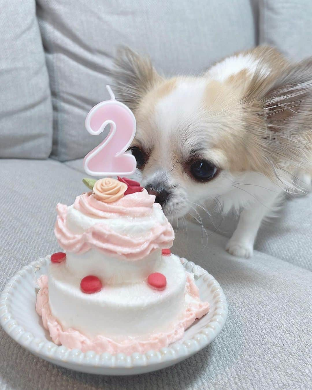 りなてぃさんのインスタグラム写真 - (りなてぃInstagram)「⁡ ⁡ ⁡ 2歳のお誕生日おめでとう🐶🍰♥️ ⁡ その小さな身体で 必死に言いたい事を伝えようとしてくれる姿が 愛おしくてたまらない🥺 ⁡ 生まれてきてくれて 出会ってくれてありがとう。 ⁡ 元気に育ってくれてありがとう。 大事な大事な家族。♥ ⁡ ⁡ #チワワ #ロングコートチワワ #フォーンチワワ #メイク #自まつ毛メイク #カラコン #コーデ #アクセサリー #ヘアアレンジ #コスメ #クイミー #てぃー #りなてぃー #ootd #code #outfit #fashion #cuimie ⁡ ⁡ ⁡」3月22日 19時46分 - rinatea_25