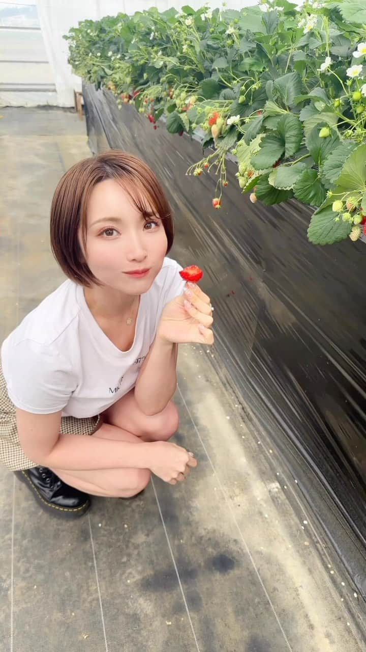 桐生美希のインスタグラム：「わんちゃんも同伴できるいちご狩りへ🍓🐕 白いちご含めたくさんの種類のイチゴがあって 60分間食べ飽きなかった♡ 練乳を使わなくてもいいくらいあまうまでした🦭💗  あまりいちごに興味がないまま生きてきたけど 好きになるくらい美味しかった☺️笑  #いちご狩り🍓 #お出かけコーデ  #白いちご」