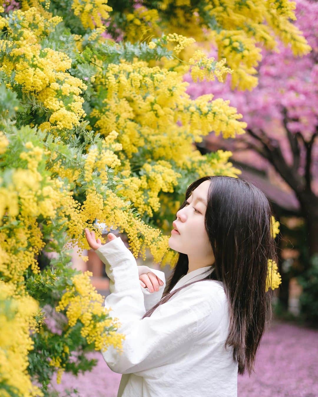 弘松菜摘さんのインスタグラム写真 - (弘松菜摘Instagram)「⁡ ⁡ ミモザと桜と ⁡ ⁡ #portrait ⁡」3月22日 20時05分 - choroo930