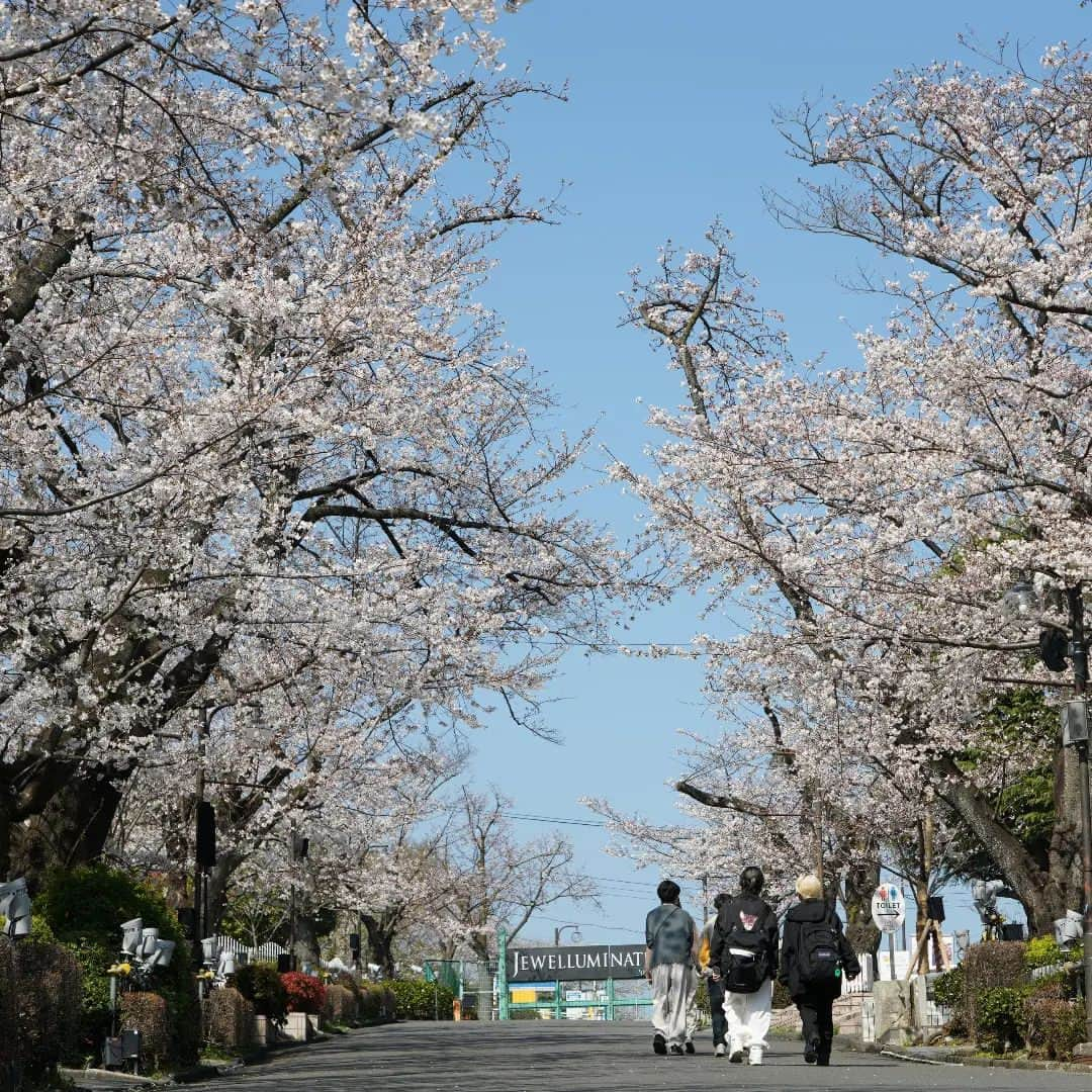 よみうりランドさんのインスタグラム写真 - (よみうりランドInstagram)「昼の🌸と夜の🌸 まったく違う表情が楽しめます🤗  ただいま8分咲きです！  #桜 #桜🌸 #夜桜 #夜桜ライトアップ #夜桜🌸 #よみうりランド #よみうりランドジュエルミネーション #ジュエルミネーション #夜桜ジュエルミネーション #イルミネーション #yomiuriland #tokyo #trip #japan #amusementpark #instagood #jewellumination #sakura #yozakura」3月22日 20時07分 - yomiuriland