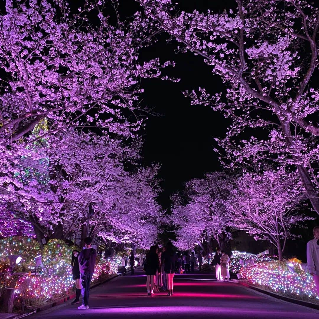 よみうりランドのインスタグラム：「昼の🌸と夜の🌸 まったく違う表情が楽しめます🤗  ただいま8分咲きです！  #桜 #桜🌸 #夜桜 #夜桜ライトアップ #夜桜🌸 #よみうりランド #よみうりランドジュエルミネーション #ジュエルミネーション #夜桜ジュエルミネーション #イルミネーション #yomiuriland #tokyo #trip #japan #amusementpark #instagood #jewellumination #sakura #yozakura」