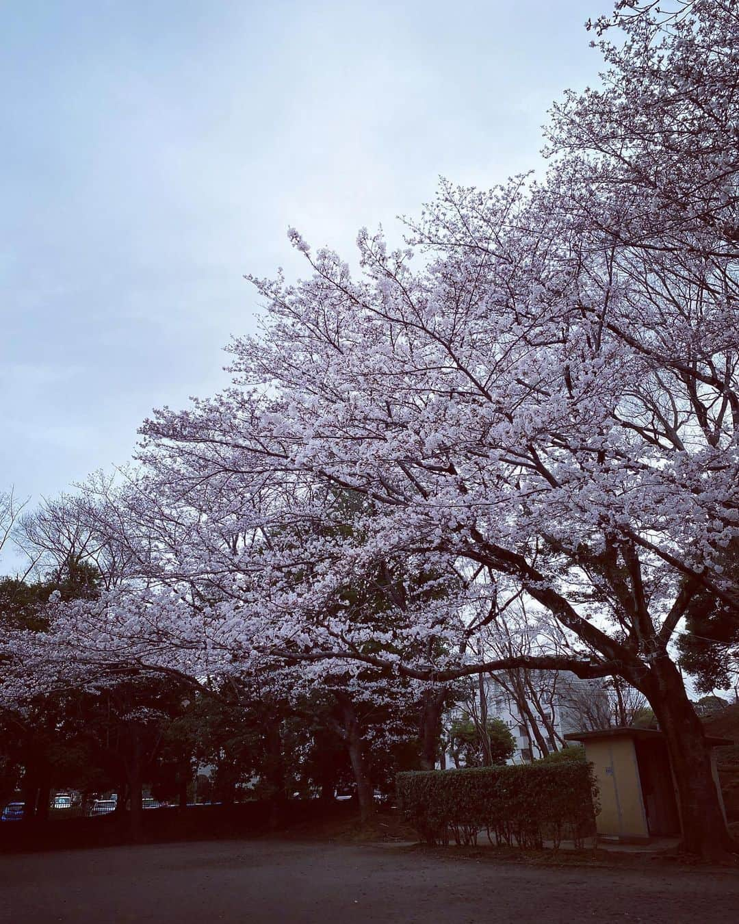 高橋文樹のインスタグラム：「なぜか近所の桜でこの公園だけ満開。なにが違うんだ？　向かいの道路の桜は1分咲き。」