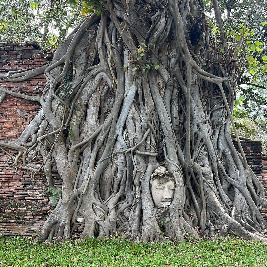 佐藤綾人さんのインスタグラム写真 - (佐藤綾人Instagram)「世界遺産のアユタヤ遺跡🇹🇭 歴史を知れるっていいよね。 さらにタイが大好きになりました👍   #タイ旅行 #アユタヤ遺跡 #ワットマハタート #ワットプラシーサンペット #ワットヤイチャイモンコン #エレファントビレッジ #世界遺産」3月22日 20時39分 - ayt.0601