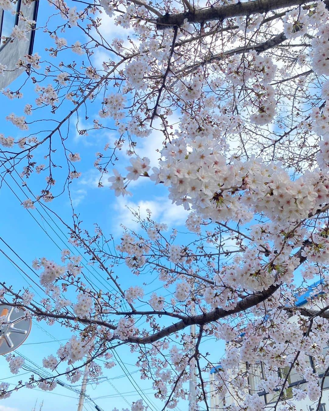 伊藤沙織さんのインスタグラム写真 - (伊藤沙織Instagram)「📍LLOYD COFFEE Setagaya  オシャレなカフェ見つけた☕️ リピ確定🫶🌸  Iced latte pistachio chocolat scone strawberry white chocolate scone  #lloydcoffeesetagaya  #lloydcoffee」3月22日 20時33分 - saori__ito