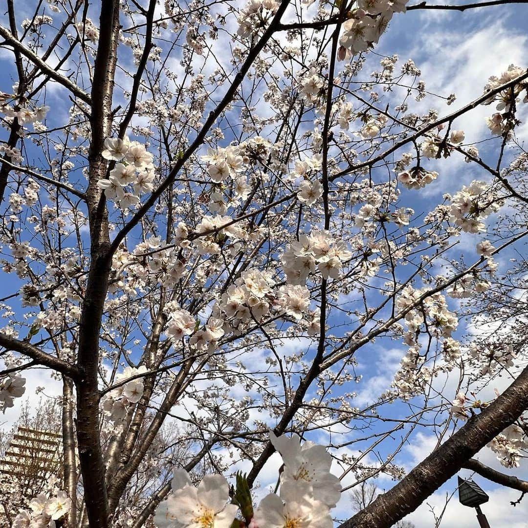 高島礼子さんのインスタグラム写真 - (高島礼子Instagram)「北区の飛鳥山の花見🌸 うっとり🌸癒されました🌸  #花見  #飛鳥山公園  #癒される  #桜」3月22日 20時42分 - reico.official