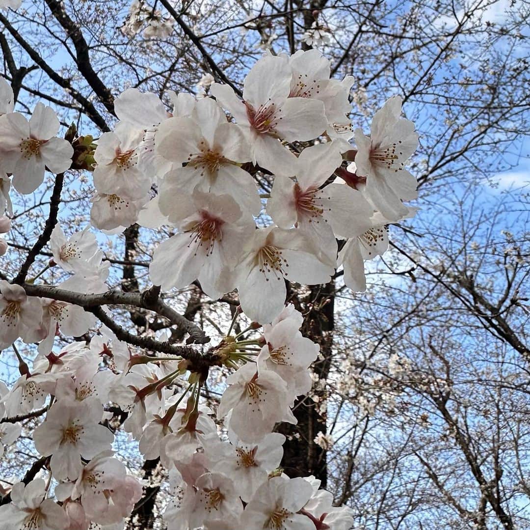高島礼子さんのインスタグラム写真 - (高島礼子Instagram)「北区の飛鳥山の花見🌸 うっとり🌸癒されました🌸  #花見  #飛鳥山公園  #癒される  #桜」3月22日 20時42分 - reico.official