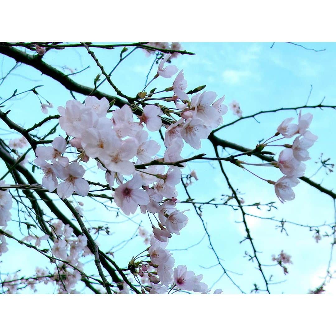 豊田エリーさんのインスタグラム写真 - (豊田エリーInstagram)「🌸 桜の季節がまた巡り、 身長は35cm伸びて、 答えがひとつだからと算数が好きで、 時折見せる不機嫌な表情までも かわいくてかわいくて。  ずっと先だと思っていた遠い未来の中にいるような、 ふわふわと不思議な気持ちのまま、 卒業式はおわった。  それまでのひと月、ずっと寂しくて（娘よりも私が）、 なにか理由を見つけては学校へ出向いた。  娘は学校も先生も友達も大好きで、 楽しく通っている彼女を見ていたら、 私自身の幼少の記憶も笑顔で上書きされていくように感じられた。 そんな気持ちを与えてくれた小学校には感謝しかない。  ここで学んだ６年間があるから、 娘はこれからも自分を大切にして、 自分の考えを持って生きていける、そう思えます。  毎日残さずにお弁当を食べてくれてありがとうね。 卒業おめでとう。  💐 当日はantiでヘアメイクと着付け。 お着物はふたりとも七五三以来で、心が躍りました。 @yuka_anti @rittakatan___ @iammayusato  ありがとうございました🕊️」3月22日 20時55分 - ellie_toyota