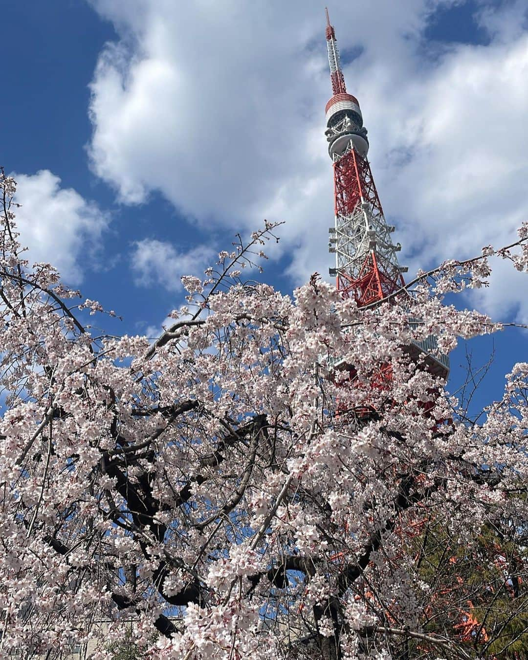 庄司芽生さんのインスタグラム写真 - (庄司芽生Instagram)「🌸🗼  昨年の夏にゲットした #beautifulpeople のキャミソール。デザインに惹かれてゲットしたものの…ずっとクローゼットに眠ってしまっていたのですが…今とても気分で✨数年前にゲットした #zara のジャケットに合わせてみました🧥✨  このキャミソール、実は上下逆にして着るとデザインが変わるのです。beautiful peopleのSide-CやDOUBLE-ENDは上下、左右、前後など様々な角度での着用方法が可能で、1着で2つ以上の機能や表情を持っているデザイン。発想や着眼点の面白さ、デザイン性に惹かれ、デニムジャケットやカーディガンも持っております。♡  今年こそたくさん着るのだーーー！  #めいの服」3月22日 20時52分 - mei_tokyogirlsstyle