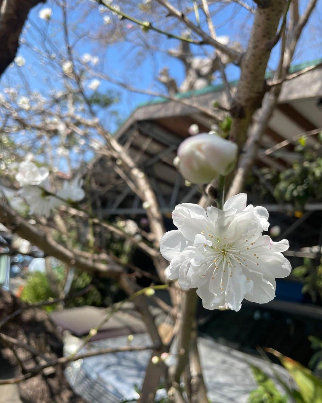 倉松すみれのインスタグラム：「Felt the early spring in kamakura 🌸 ⁡ ⁡ ⁡ ⁡  ⁡ インテリア大好きなんだけどさっ♪特に！  無垢材とアイアンの感じが好きなのよね🫶🏻 ⁡ ⁡(ヘリンボーンの床板は永遠の憧れ...💓💓 ⁡ ⁡ ⁡ ⁡」