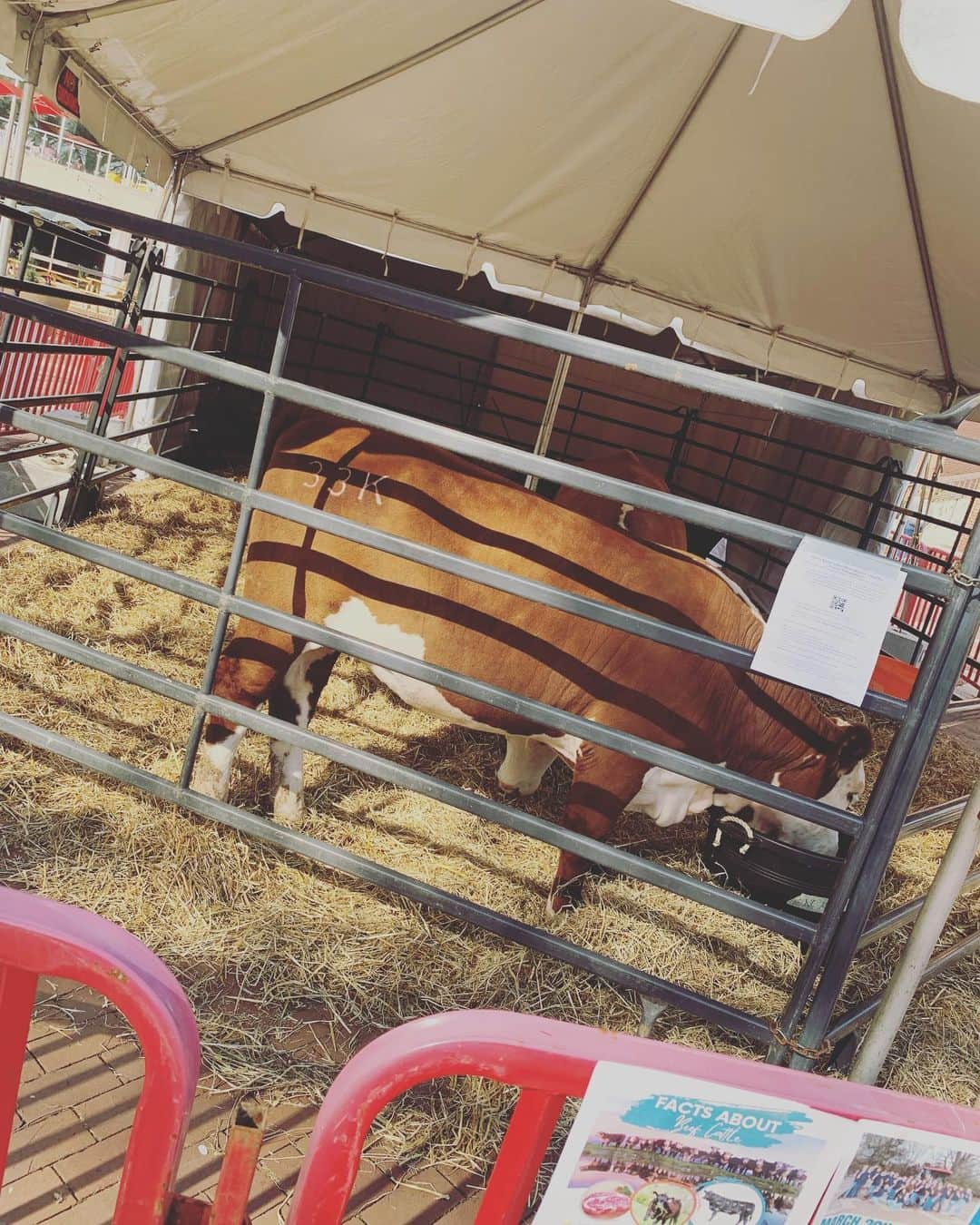 ERICAのインスタグラム：「『AGRICULTURE week』at NCSU🇺🇸  On my way home yesterday, I saw an event taking place in the square.🐂🐷🐑  According to data from the Ministry of Agriculture, Forestry and Fisheries, the US has a higher food self-sufficiency rate than Japan.  昨日の帰り道、、 いきなり「モーッ🐂」て聞こえて、「なぜーっ？！激しい空耳⁉️」って思って広場の方をみてみたら、#agriculture weekが開催されていました😊  USは、ざっくり言うと 酪農＝北東部 放牧＝西部 って地図を🗺思い出しながら、写真をパチリ📸  日向でスヤスヤ眠る子豚🐷ちゃんが可愛かった🥰でも、、普段と違う環境で疲れちゃったのかな、、  そしてふと🤔USと日本の食料自給率がどのくらい異なるのか気になって、農林水産省のページを確認📄  令和元年・カロリーベースで 🇺🇸US  131% 🇯🇵日本  38% 🙂、、、そうよね、、このくらい違いますよね。。 私が住んだ事のある国は、食品が便利に手に入る国ばかりだけど、、 改めて農業の皆さんのおかげで、日々美味しい食事をいただいているのだな✨と感じた帰り道🙏 いつもありがとうございます😊  #instagood #instafood #instadaily #agriculture #usa #northcarolina #農林水産省 #農業 #酪農 #zerofoodwaste #agri #感謝 #greatful #instalike #photooftheday」