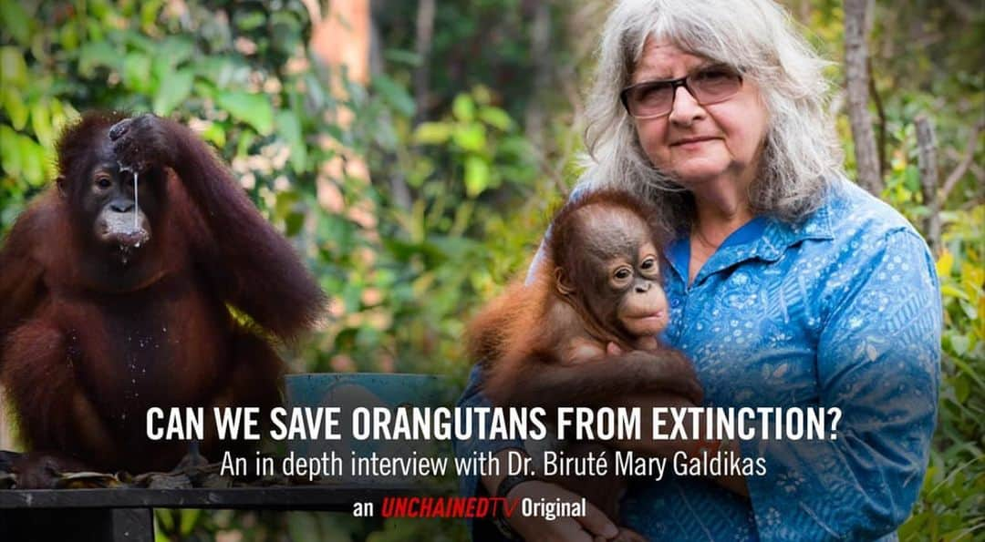 OFI Australiaのインスタグラム：「Witness the incredible conservation efforts of Dr. Mary Galdikas, renowned primatologist, as she strives to save the last remaining orangutans from the brink of extinction. Join her in an amazing interview with Jane Velez-Mitchell and discover how you too, can make a difference in the plight of these magnificent creatures. Don't miss out on this opportunity to be inspired and take action for the survival of orangutans. Visit: http://ow.ly/CTxX50NotqO」